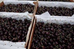 三字代碼-約7700噸智利車厘子直航抵滬 直航模式節(jié)約時間和運費