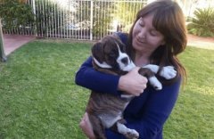 非洲空運-澳航繼兩只狗托運死亡后，禁止以下三種犬類搭乘航班